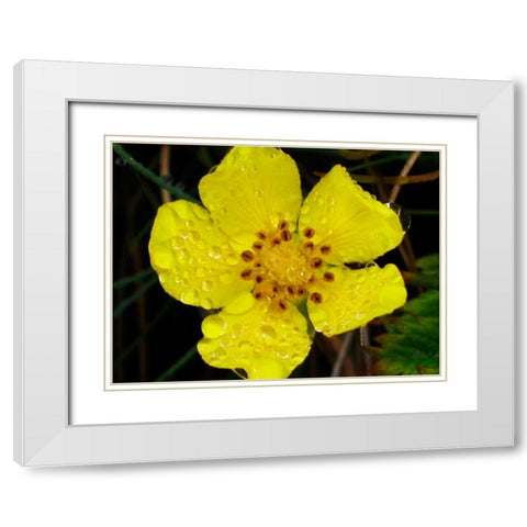 Flower After Rain III White Modern Wood Framed Art Print with Double Matting by Christensen, Jim
