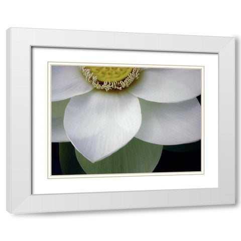 Macro Lotus White Modern Wood Framed Art Print with Double Matting by Christensen, Jim