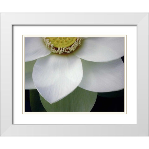 Macro Lotus White Modern Wood Framed Art Print with Double Matting by Christensen, Jim