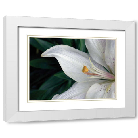 Macro Lily White Modern Wood Framed Art Print with Double Matting by Christensen, Jim