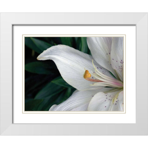 Macro Lily White Modern Wood Framed Art Print with Double Matting by Christensen, Jim