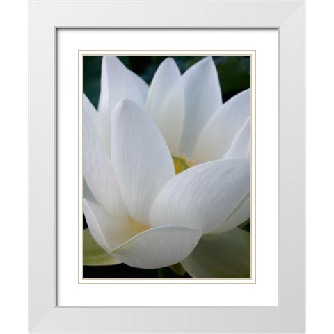 Lotus White Modern Wood Framed Art Print with Double Matting by Christensen, Jim