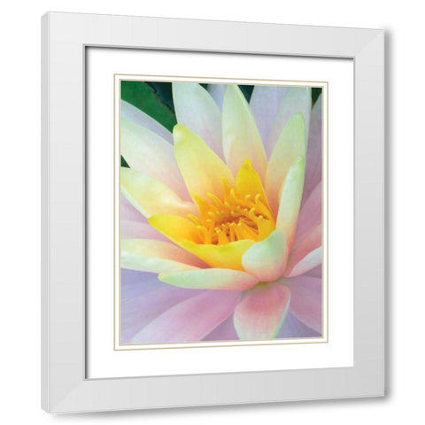 Water Lily White Modern Wood Framed Art Print with Double Matting by Christensen, Jim