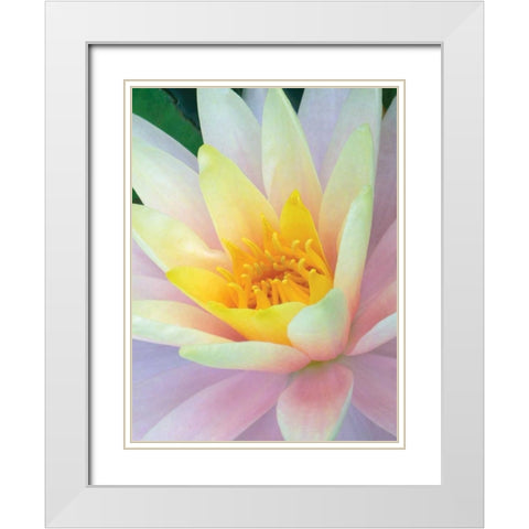 Water Lily White Modern Wood Framed Art Print with Double Matting by Christensen, Jim