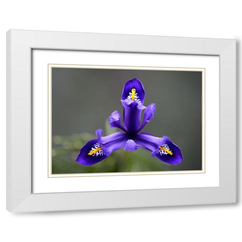 First Spring Iris White Modern Wood Framed Art Print with Double Matting by Hellmann, Stan