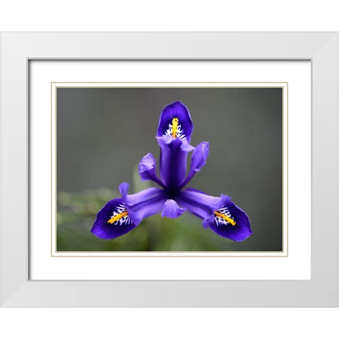 First Spring Iris White Modern Wood Framed Art Print with Double Matting by Hellmann, Stan