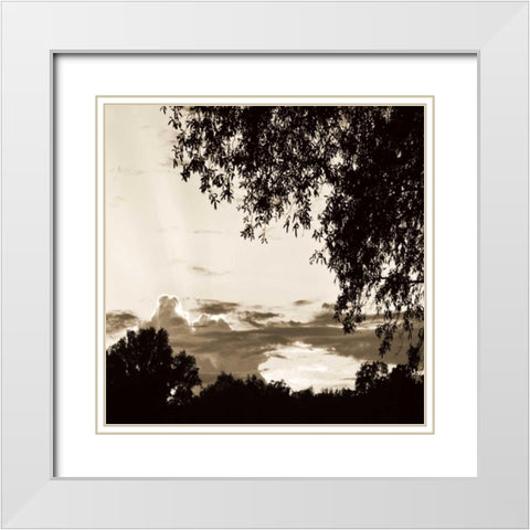 Sunset Trees Sepia Sq I White Modern Wood Framed Art Print with Double Matting by Hausenflock, Alan
