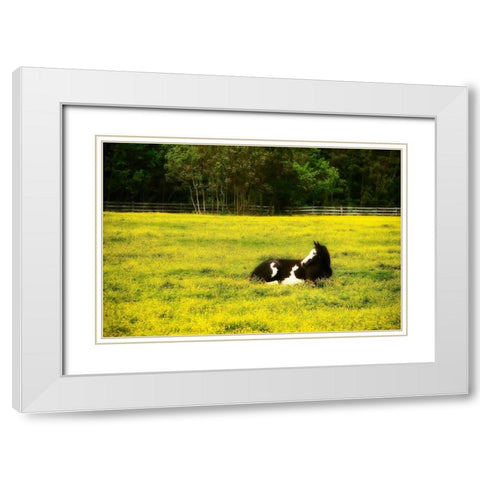 Black Pinto I White Modern Wood Framed Art Print with Double Matting by Hausenflock, Alan