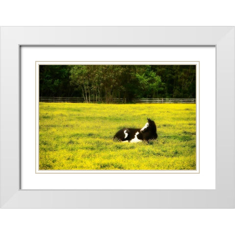 Black Pinto I White Modern Wood Framed Art Print with Double Matting by Hausenflock, Alan