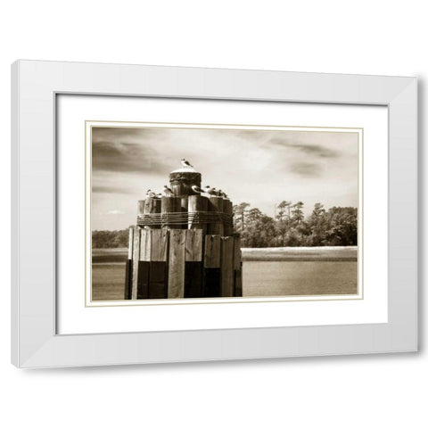 Pamlico Gulls I White Modern Wood Framed Art Print with Double Matting by Hausenflock, Alan
