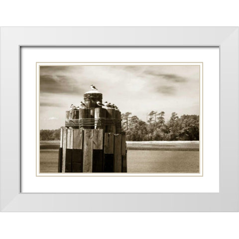 Pamlico Gulls I White Modern Wood Framed Art Print with Double Matting by Hausenflock, Alan