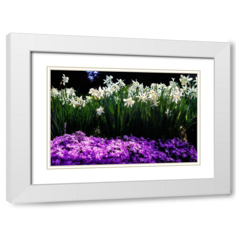 Spring Daffodils I White Modern Wood Framed Art Print with Double Matting by Hausenflock, Alan