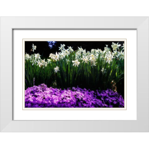 Spring Daffodils I White Modern Wood Framed Art Print with Double Matting by Hausenflock, Alan
