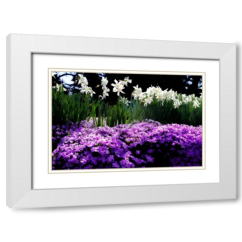 Spring Daffodils II White Modern Wood Framed Art Print with Double Matting by Hausenflock, Alan