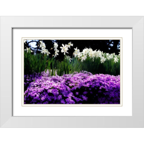 Spring Daffodils II White Modern Wood Framed Art Print with Double Matting by Hausenflock, Alan
