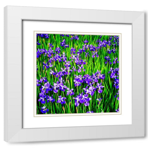 Iris Profusion White Modern Wood Framed Art Print with Double Matting by Hausenflock, Alan
