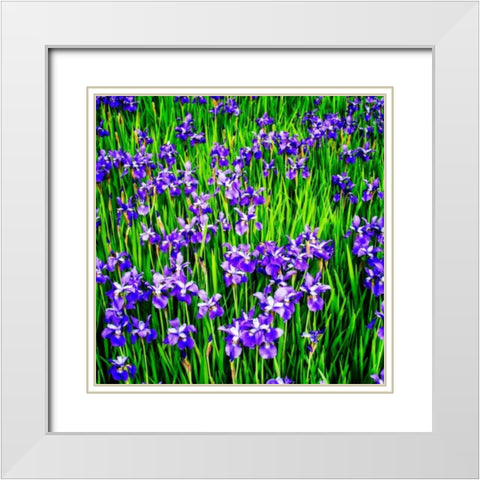 Iris Profusion White Modern Wood Framed Art Print with Double Matting by Hausenflock, Alan