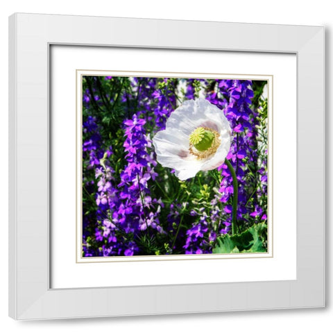 Single Poppy White Modern Wood Framed Art Print with Double Matting by Hausenflock, Alan
