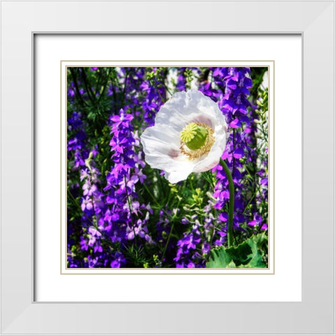 Single Poppy White Modern Wood Framed Art Print with Double Matting by Hausenflock, Alan