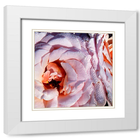 Pink Roses White Modern Wood Framed Art Print with Double Matting by Hausenflock, Alan