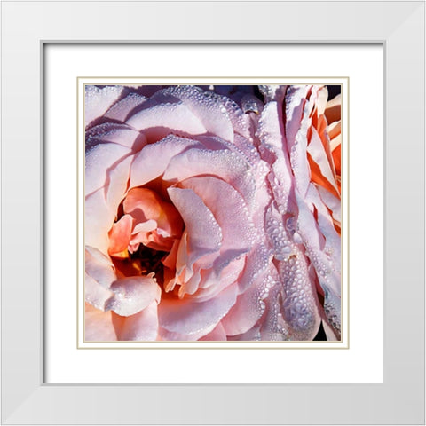 Pink Roses White Modern Wood Framed Art Print with Double Matting by Hausenflock, Alan