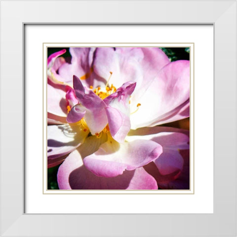 Pink Lady II White Modern Wood Framed Art Print with Double Matting by Hausenflock, Alan
