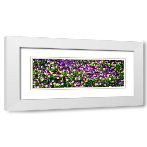 Spring Flowers I White Modern Wood Framed Art Print with Double Matting by Hausenflock, Alan