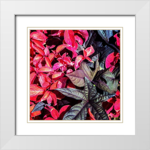 Colorful Leaves II White Modern Wood Framed Art Print with Double Matting by Hausenflock, Alan