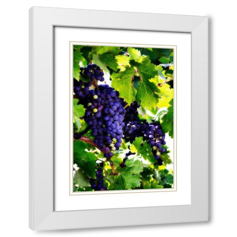 Grapes I White Modern Wood Framed Art Print with Double Matting by Hausenflock, Alan