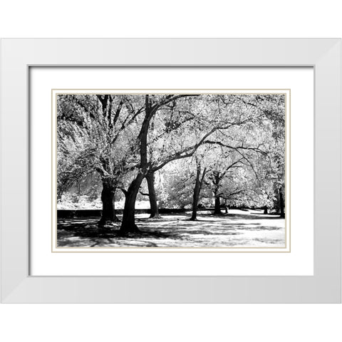 Fantasy Oaks White Modern Wood Framed Art Print with Double Matting by Hausenflock, Alan