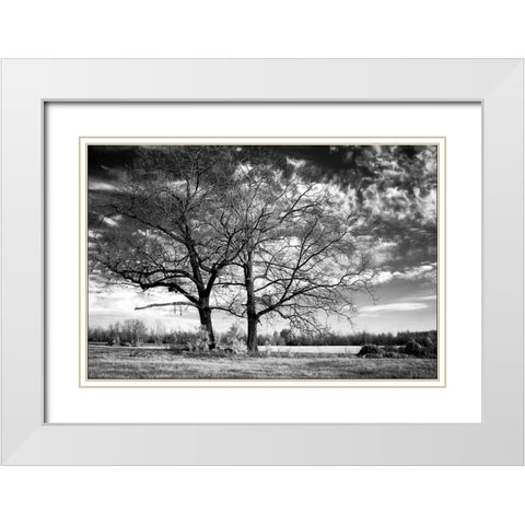 Roseville Oaks White Modern Wood Framed Art Print with Double Matting by Hausenflock, Alan