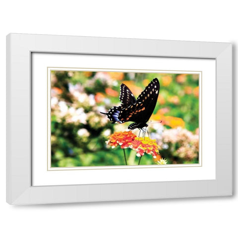 Giant Swallowtail White Modern Wood Framed Art Print with Double Matting by Hausenflock, Alan