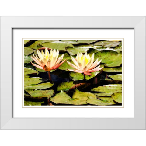 Blushing Lilies II White Modern Wood Framed Art Print with Double Matting by Hausenflock, Alan