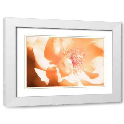 Melon Rose I White Modern Wood Framed Art Print with Double Matting by Hausenflock, Alan