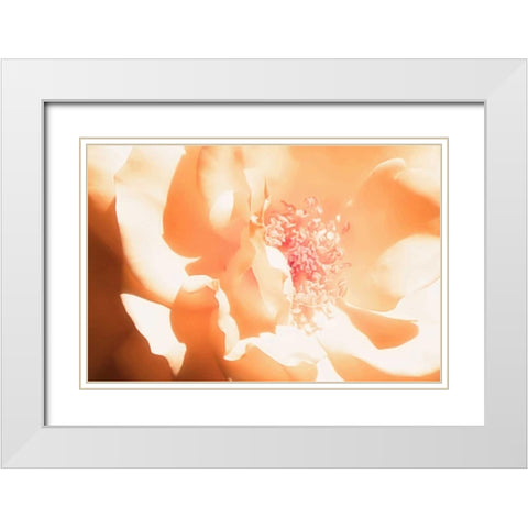 Melon Rose I White Modern Wood Framed Art Print with Double Matting by Hausenflock, Alan