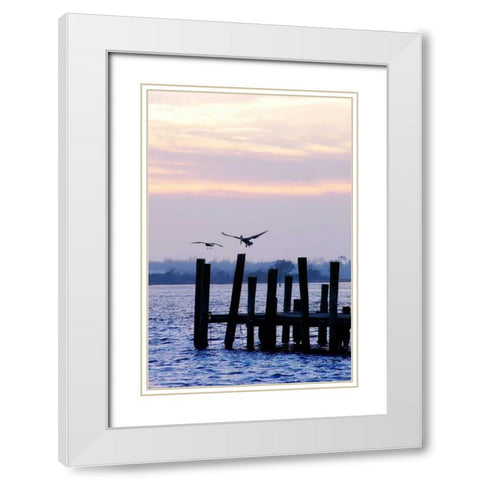 Pelican and Friend White Modern Wood Framed Art Print with Double Matting by Hausenflock, Alan