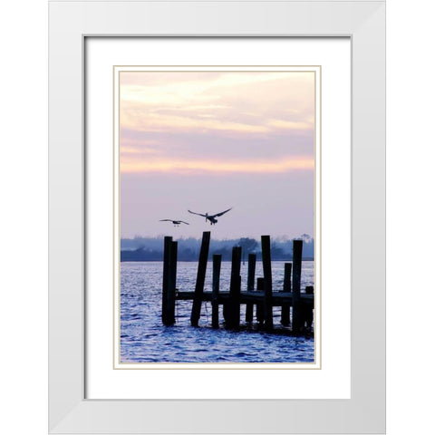 Pelican and Friend White Modern Wood Framed Art Print with Double Matting by Hausenflock, Alan