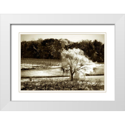 Vineyard I White Modern Wood Framed Art Print with Double Matting by Hausenflock, Alan