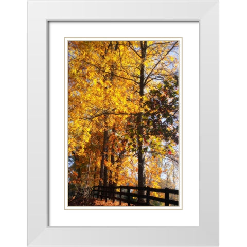 Boughs of Gold II White Modern Wood Framed Art Print with Double Matting by Hausenflock, Alan