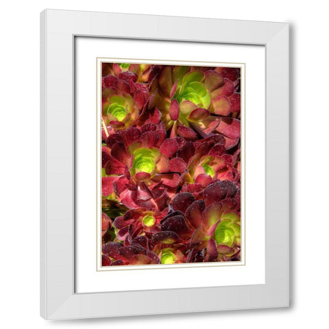 Green in Red Flower White Modern Wood Framed Art Print with Double Matting by Johnson, George