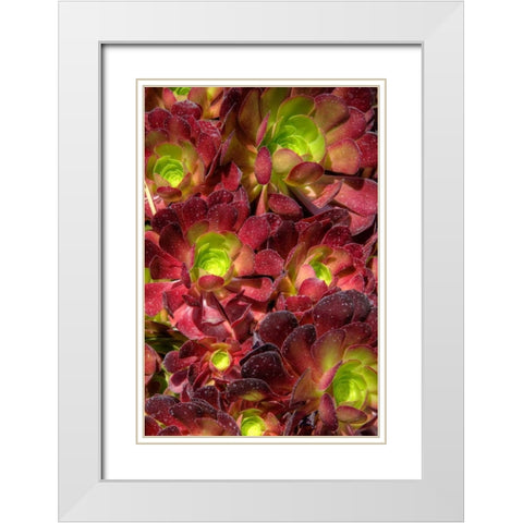 Green in Red Flower White Modern Wood Framed Art Print with Double Matting by Johnson, George
