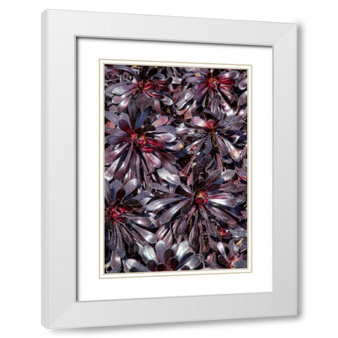 Yellow in Red Flowers White Modern Wood Framed Art Print with Double Matting by Johnson, George