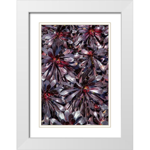 Yellow in Red Flowers White Modern Wood Framed Art Print with Double Matting by Johnson, George