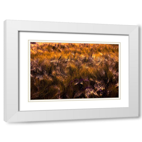 Golden Grain White Modern Wood Framed Art Print with Double Matting by Johnson, George
