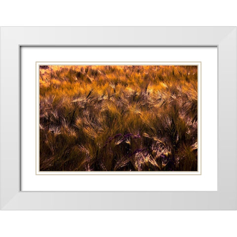 Golden Grain White Modern Wood Framed Art Print with Double Matting by Johnson, George