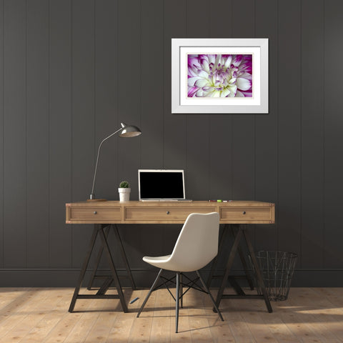Purple and White Dahlia White Modern Wood Framed Art Print with Double Matting by Johnson, George