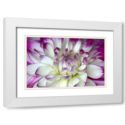 Purple and White Dahlia White Modern Wood Framed Art Print with Double Matting by Johnson, George