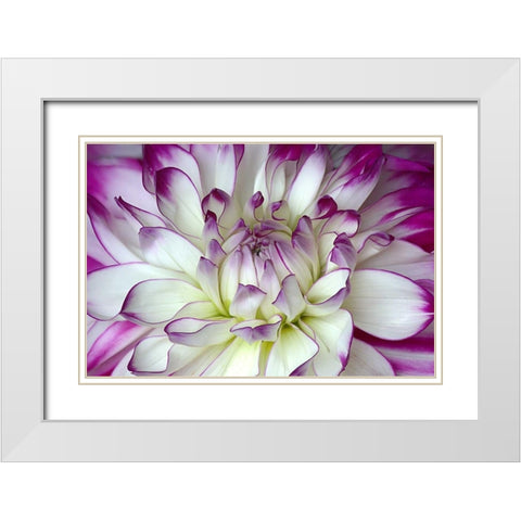 Purple and White Dahlia White Modern Wood Framed Art Print with Double Matting by Johnson, George