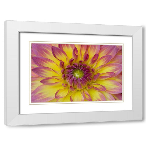 Purple and Yellow Dahlia White Modern Wood Framed Art Print with Double Matting by Johnson, George