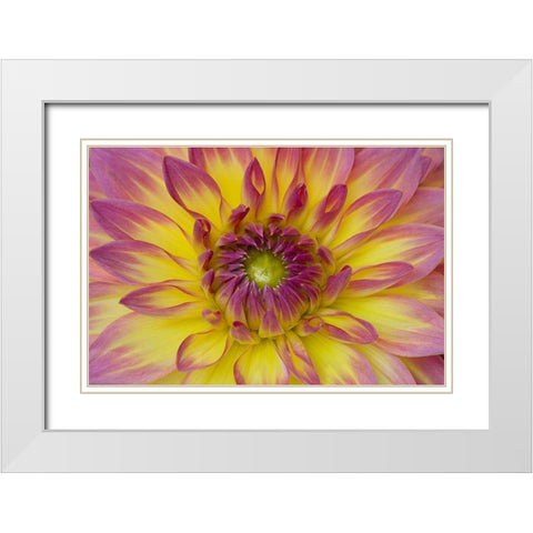 Purple and Yellow Dahlia White Modern Wood Framed Art Print with Double Matting by Johnson, George